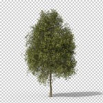 Download preview of tree