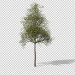 Download preview of small sapling