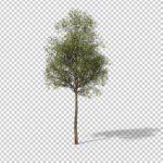 Download preview of small tree